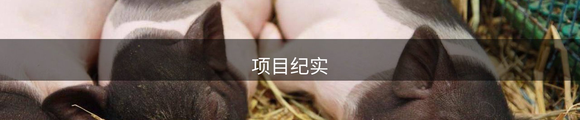 项目纪实